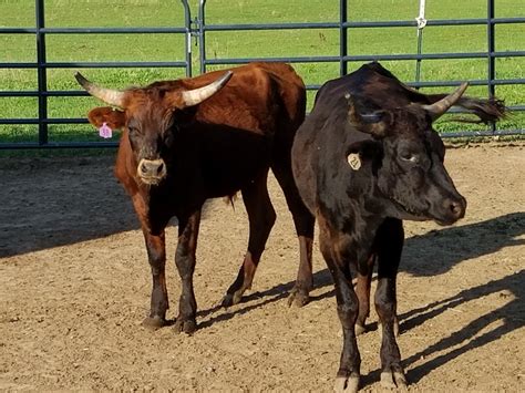 roping steers for sale